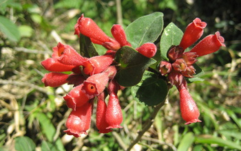 Knock-your-eyes-out red: A flowering plant native to Mexico called early jessamine or red cestrum.